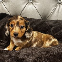 AKC Jaxon - Dapple male Dachshund puppy in Indiana from Dani’s Darling Doxies