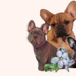 French Bulldog Puppies from Bully For You Kennels