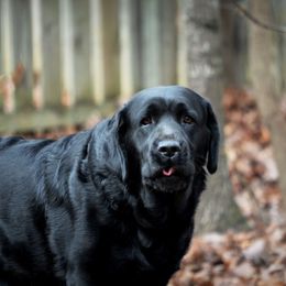 Labrador Retriever All Grown Up from EverOak Labradors