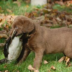 Chesapeake Bay Retriever Puppies from Pond Hollow Chesapeakes
