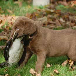 Chesapeake Bay Retriever Puppies from Pond Hollow Chesapeakes