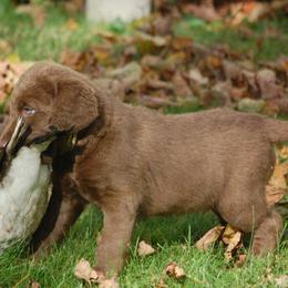 Chesapeake Bay Retriever Puppies from Pond Hollow Chesapeakes