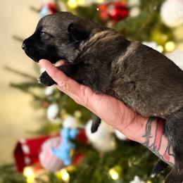 Girl 1 - Sable female German Shepherd puppy in Denver, Colorado from Morales Kennels