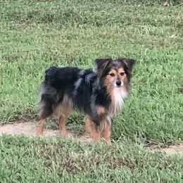 Wally - Toy Australian Shepherd