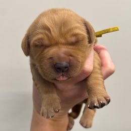 Yellow collar - Dark golden female Golden Retriever puppy in Brockport, New York from Golden View Ranch