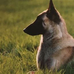 Belgian Malinois from Concho Belgian Malinois