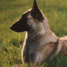 Belgian Malinois from Concho Belgian Malinois