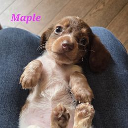 Dachshund Puppies from Mobile Mini Dachshunds