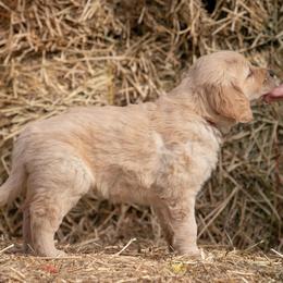 Golden Retriever and Old English Sheepdog Puppies from Saddle Rock Kennels