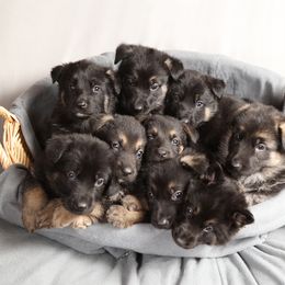 German Shepherd Puppies from Westbound German Shepherds