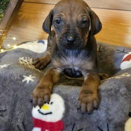 Boy 5 - male Rhodesian Ridgeback puppy in Gaffney, South Carolina from Circle D Farms