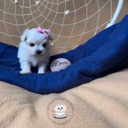 Puppy 2 (Love) - White female Maltese puppy in Haslet In Dfw, Texas from Maltese Puppies in Texas
