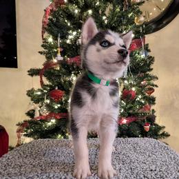 AKC Ghost - Black and white male Siberian Husky puppy in Cedarville, Ohio from Evereve Kennels