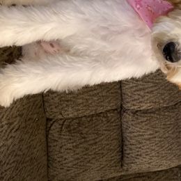Bernedoodles, Cavapoos, and Goldendoodles from Golden Coast Doodles