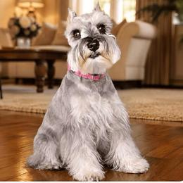 MoMo - Miniature Schnauzer