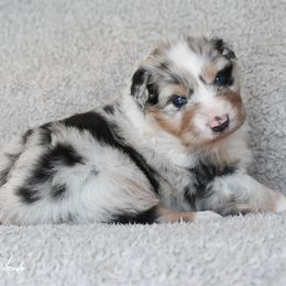 Boy 2 - Red merle male Australian Shepherd puppy in Rochester, Massachusetts from Clover Creek Aussies