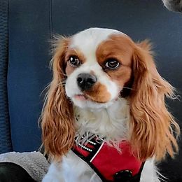 Groot - Cavalier King Charles Spaniel