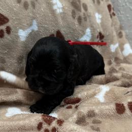 Nash - Black male Cocker Spaniel puppy in Ocala, Florida from Ray of Sunshine Spaniels LLC