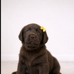 Sonya - Chocolate female Labrador Retriever puppy in Wauconda, Illinois from Oksana's Labrador Retrievers