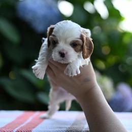 Leo - Blenheim male Cavalier King Charles Spaniel puppy in Sugarcreek, Ohio from Chocolate Cavalier