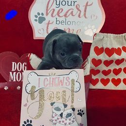 French Bulldog Puppies from Fur Baby Farms