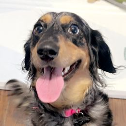 Dottie - Dachshund