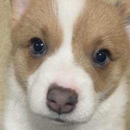 Pembroke Welsh Corgis from Natasha’s Corgis