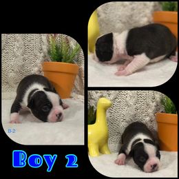 Boston Terrier Puppies from Bonze Boston Terriers
