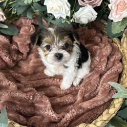 Beautiful Small Parti Coloration Female - Parti female Yorkshire Terrier puppy in Benson, Arizona from Happy Tails Yorkies