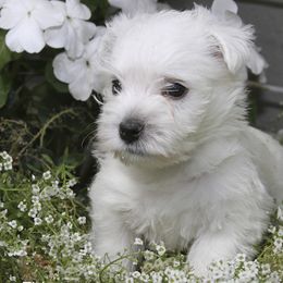 West Highland White Terriers from Wyndbrae