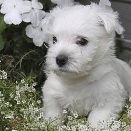West Highland White Terriers from Wyndbrae