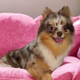 Evie - Pomeranian