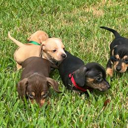 Boy 4 - Brindle male Dachshund puppy in Saint Jo, Texas from Reeves Dashing-Hounds