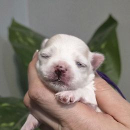 Autumn -fully health tested parents - White female Maltese puppy in Greenville, North Carolina from Amanda's Sugar Sweet Puppies