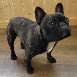 French Bulldogs from Piper French Bulldogs