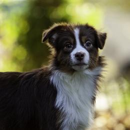 Jockers Wild - Red tri-color male Miniature American Shepherd puppy in Franklinville, North Carolina from Fine Hill Miniature Americans