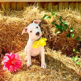 Staffordshire Bull Terrier and American Staffordshire Terrier  Puppies from Irresistibull Staffords
