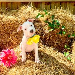Staffordshire Bull Terrier and American Staffordshire Terrier  Puppies from Irresistibull Staffords