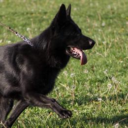 Pepe - German Shepherd