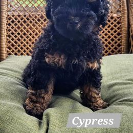 Cypress - Phantom male Bernedoodle puppy in Spring Valley, Wisconsin from Filipiak Breeders