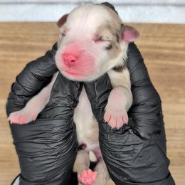 Raven3Girl4- RMF,LONGtail,AKC,OFAs,Genetics - Red merle female Australian Shepherd puppy in South Hill, Virginia from Silverside Aussies LLC
