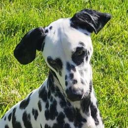 Freckles - Dalmatian