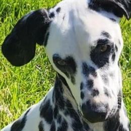 Freckles - Dalmatian