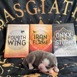 Tairn - Silver and white male Pomsky puppy in Sumter, South Carolina from Emerald Skies Pomskies