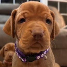 Vizsla Puppies from CBJ Vizslas