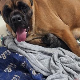 Fernando - Gray male Cane Corso puppy in Roachdale, Indiana from Cast Iron Kennels