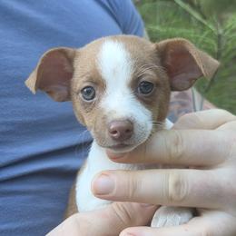 Vienna - Red and white female Chihuahua puppy in East Camden, Arkansas from RoyAl