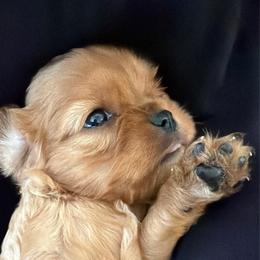 Minnie - Ruby female Cavalier King Charles Spaniel puppy in Melrose, Florida from Magnolia Hill Cavaliers and Doxies