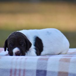 Aspen - Liver and white male German Shorthaired Pointer puppy in Chocowinity, North Carolina from Foxtail Hollow