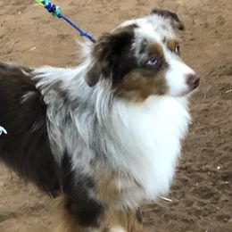 Oliver - Toy Australian Shepherd